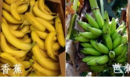 大香蕉小视频,揭秘短视频时代的趣味与挑战