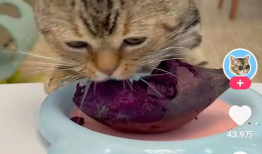 小花猫视频,小花猫的欢乐视频大揭秘